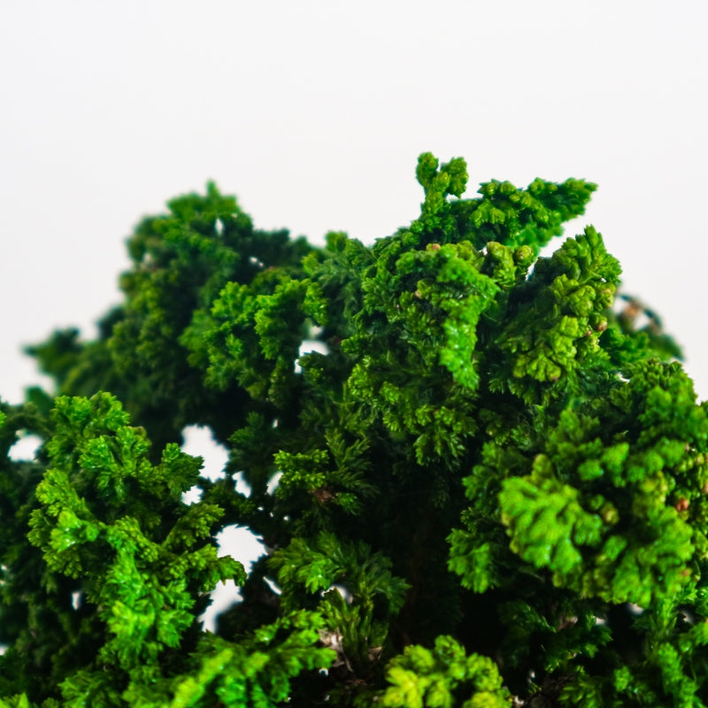 Japanese Cypress Hinoki Bonsai 日本桧树