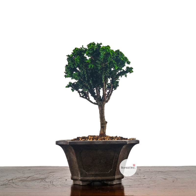 Japanese Cypress Hinoki Bonsai 日本桧树