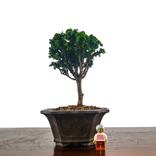 Japanese Cypress Hinoki Bonsai 日本桧树