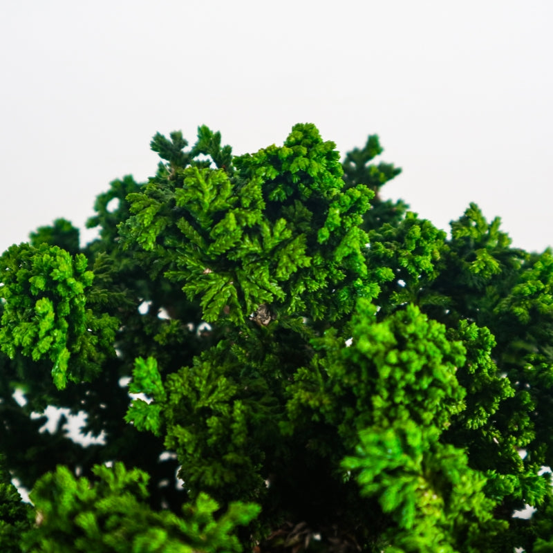 Japanese Cypress Hinoki Bonsai 日本桧树