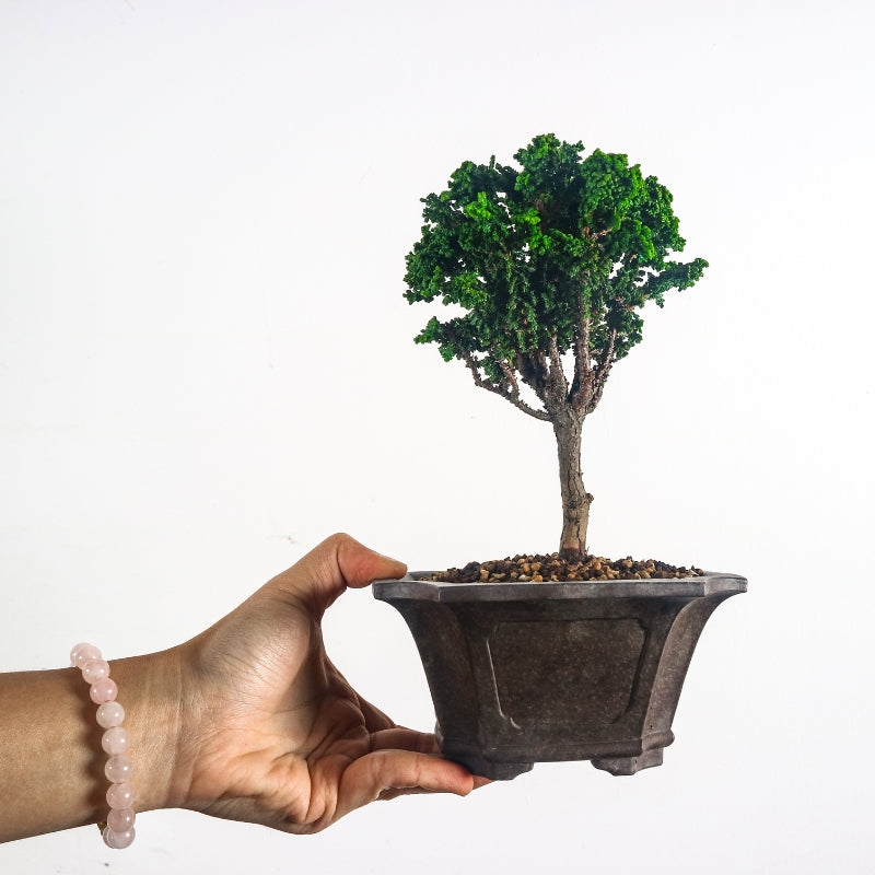 Japanese Cypress Hinoki Bonsai 日本桧树