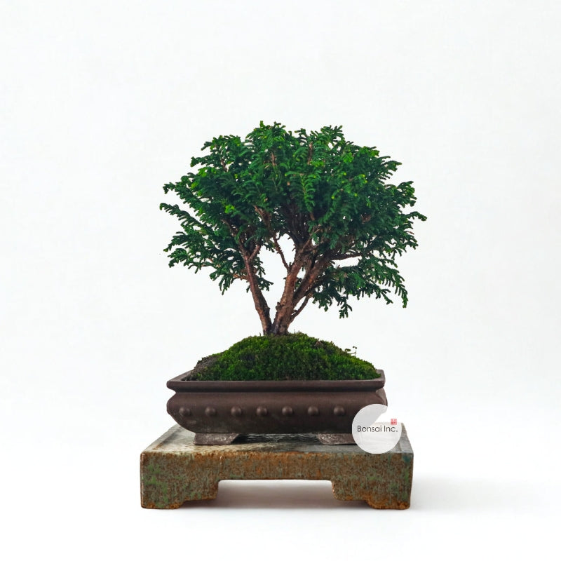 Japanese Cypress Hinoki Bonsai 日本桧树