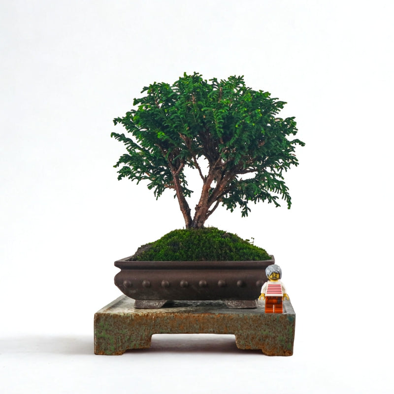 Japanese Cypress Hinoki Bonsai 日本桧树