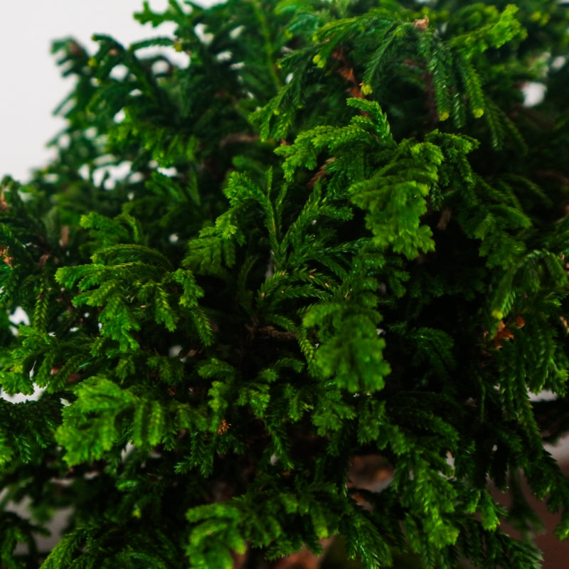 Japanese Cypress Hinoki Bonsai 日本桧树