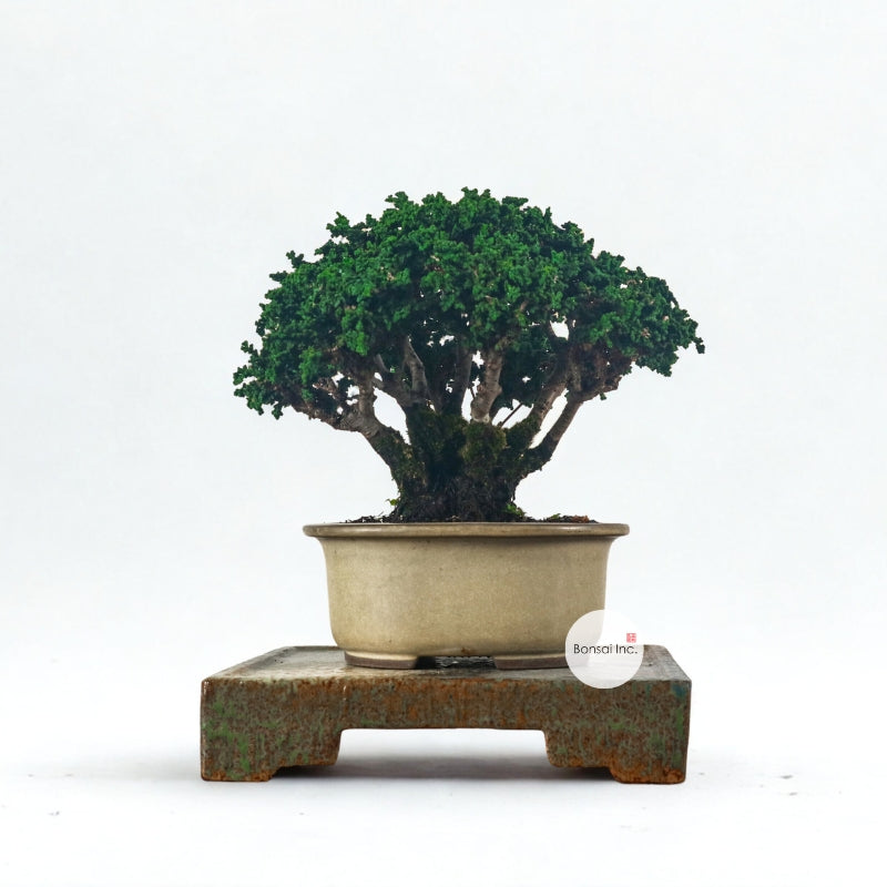 Other Japanese bonsai – bonsai-inc