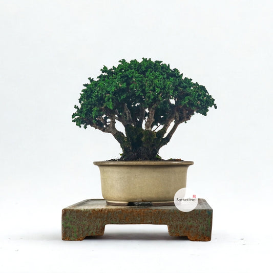 Japanese Cypress Hinoki Bonsai 日本桧树