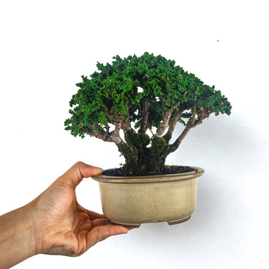 Japanese Cypress Hinoki Bonsai 日本桧树