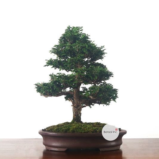 Japanese Cypress Hinoki Bonsai 日本桧树