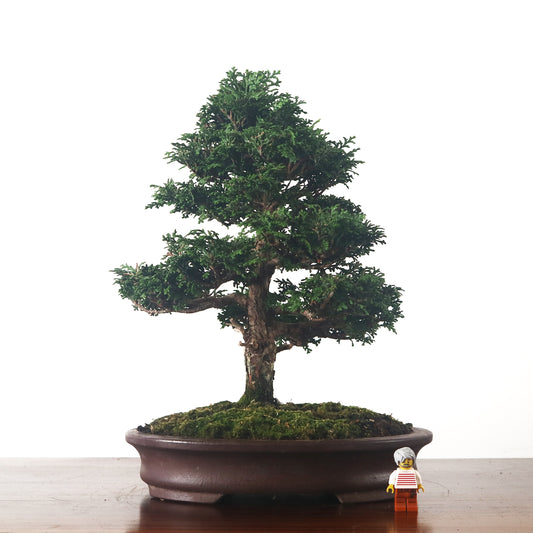 Japanese Cypress Hinoki Bonsai 日本桧树