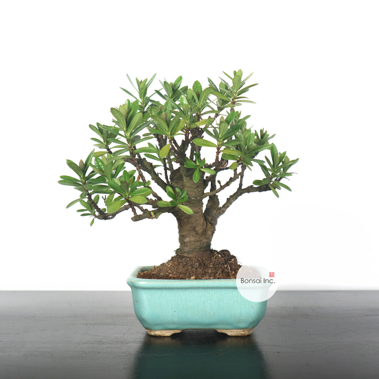 Ixora Bonsai 仙丹花