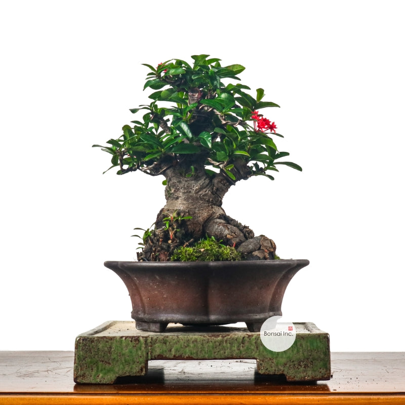 Shohin (Medium) Bonsai