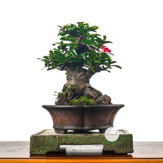 Ixora Bonsai 仙丹花