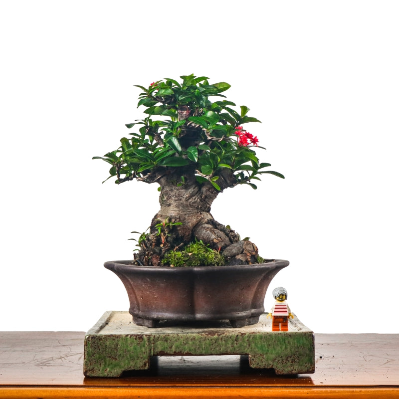 Ixora Bonsai 仙丹花