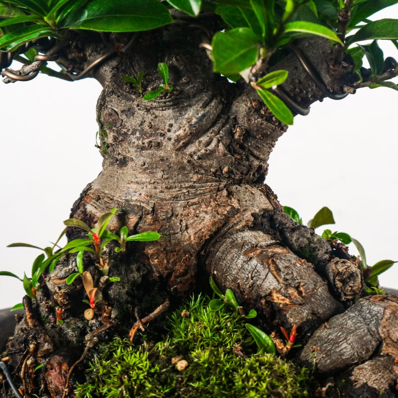 Ixora Bonsai 仙丹花