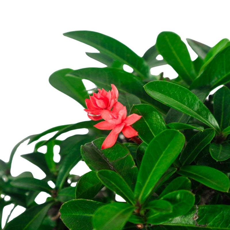 Ixora Bonsai 仙丹花
