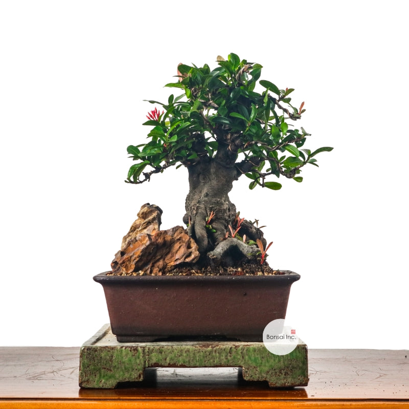 Ixora Bonsai 仙丹花
