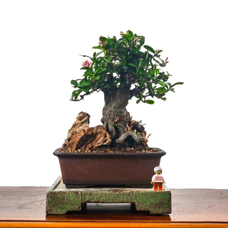 Ixora Bonsai 仙丹花