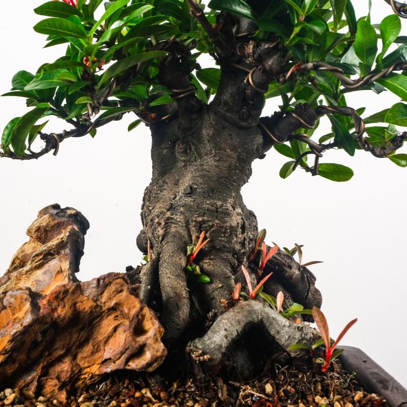 Ixora Bonsai 仙丹花