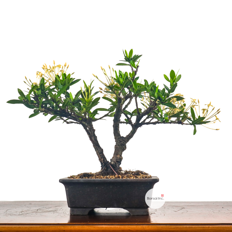 Ixora Bonsai 仙丹花