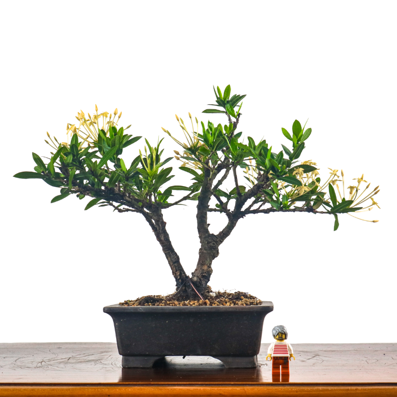 Ixora Bonsai 仙丹花