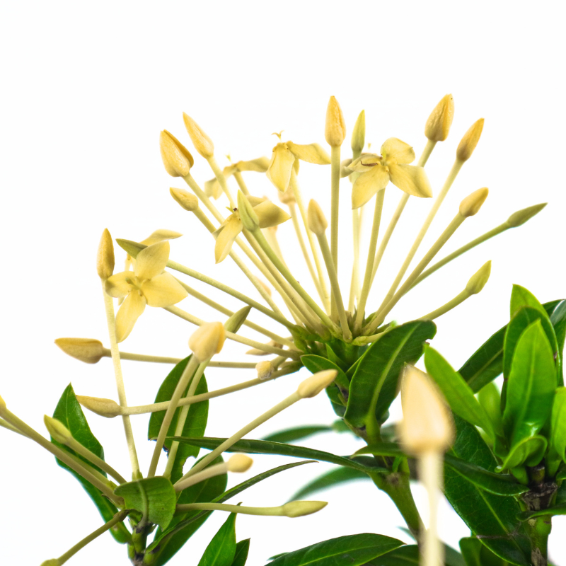 Ixora Bonsai 仙丹花