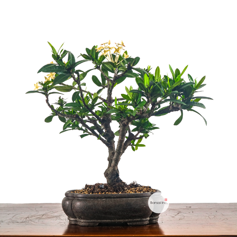 Ixora Bonsai 仙丹花