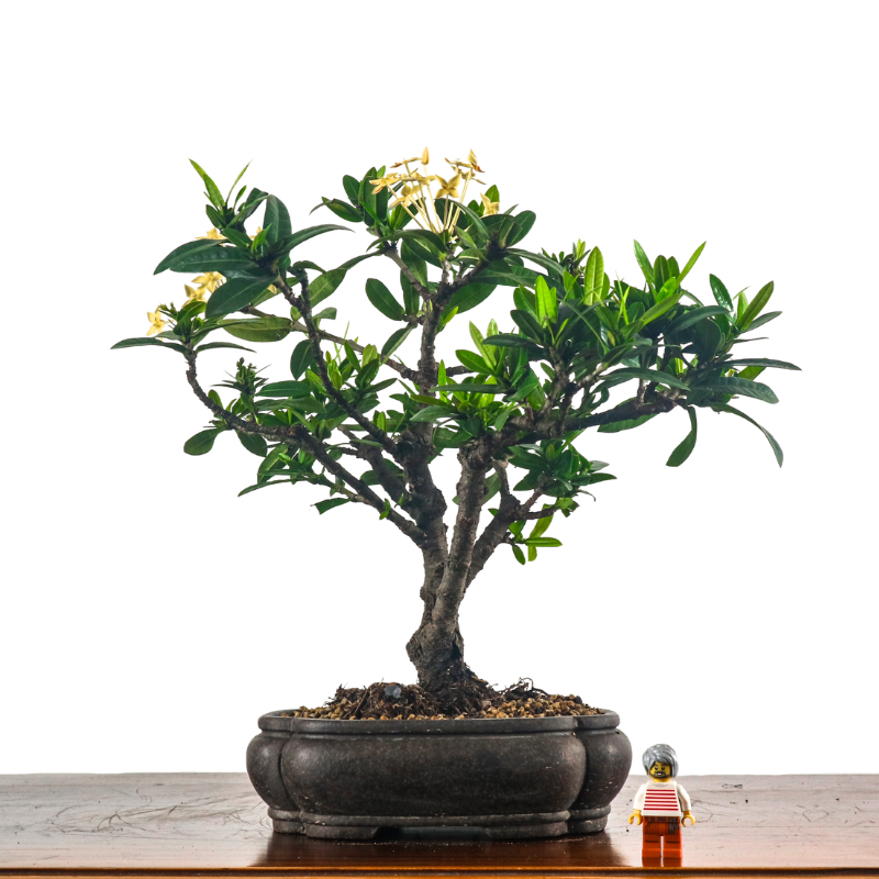Ixora Bonsai 仙丹花