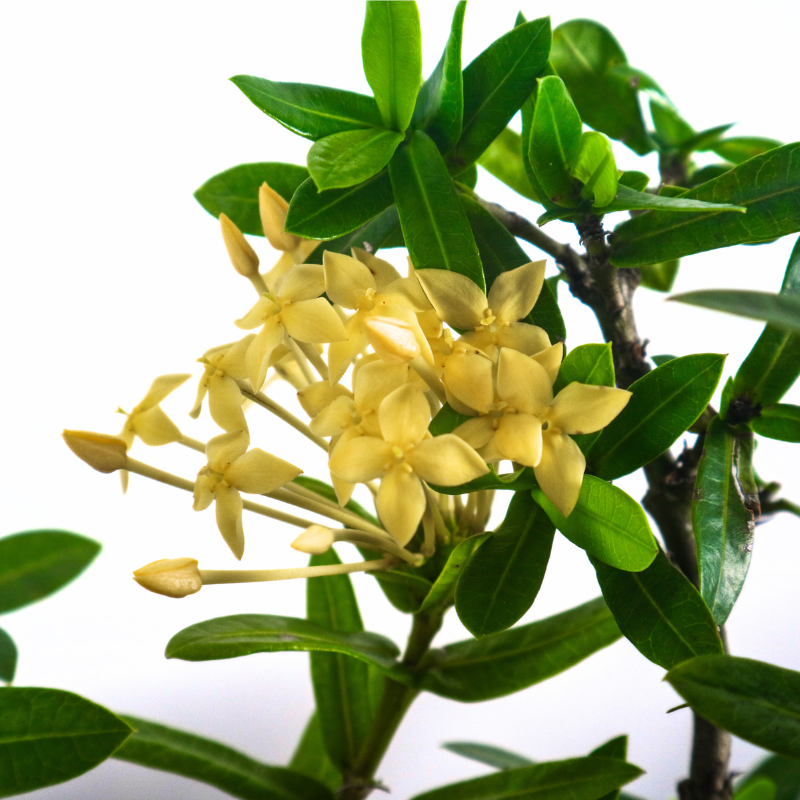 Ixora Bonsai 仙丹花
