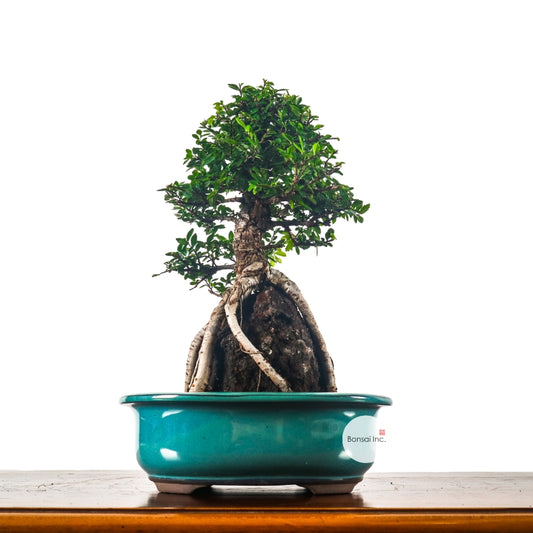 Japanese Elm Bonsai 日本榉树
