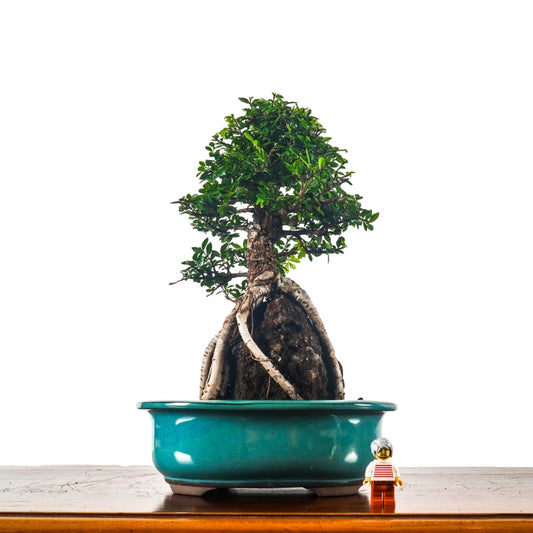 Japanese Elm Bonsai 日本榉树