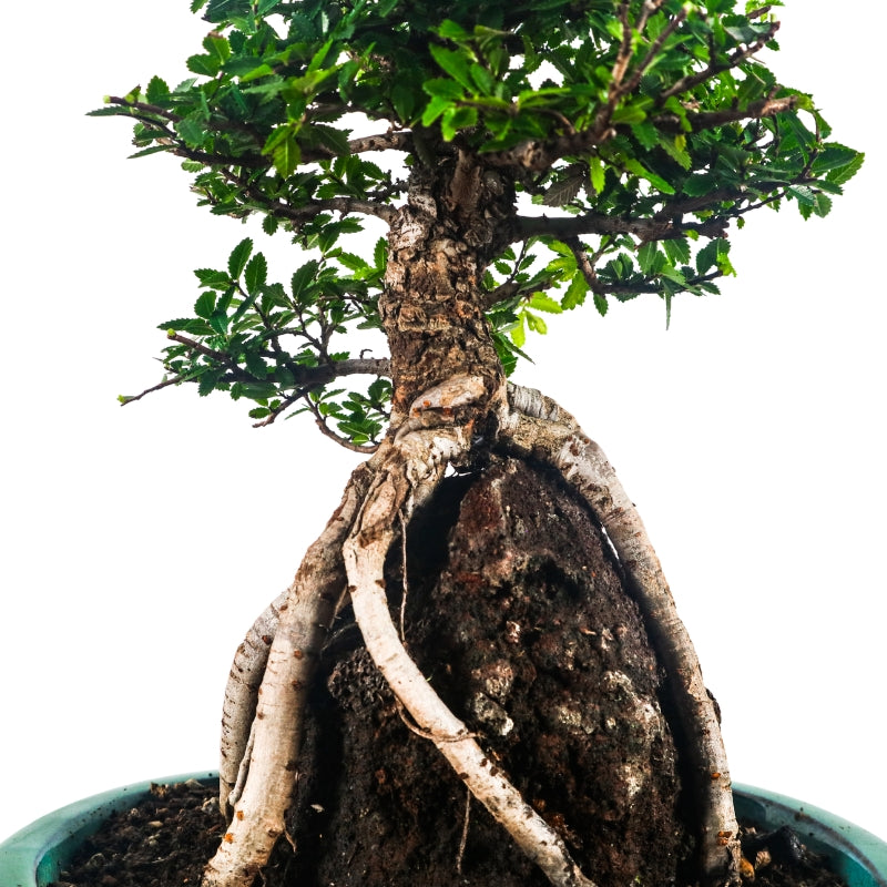 Japanese Elm Bonsai 日本榉树