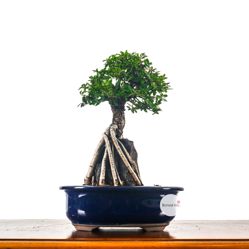 Japanese Bonsai