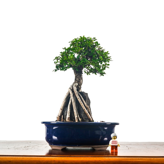 Japanese Elm Bonsai 日本榉树