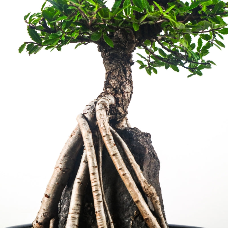 Japanese Elm Bonsai 日本榉树