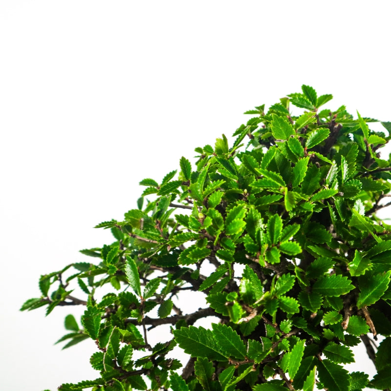 Japanese Elm Bonsai 日本榉树