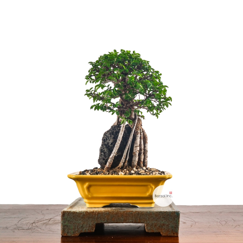 Japanese Elm Bonsai 日本榉树