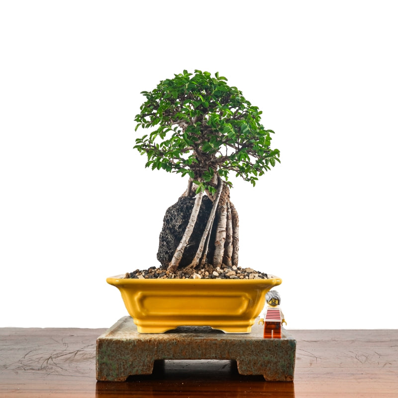 Japanese Elm Bonsai 日本榉树