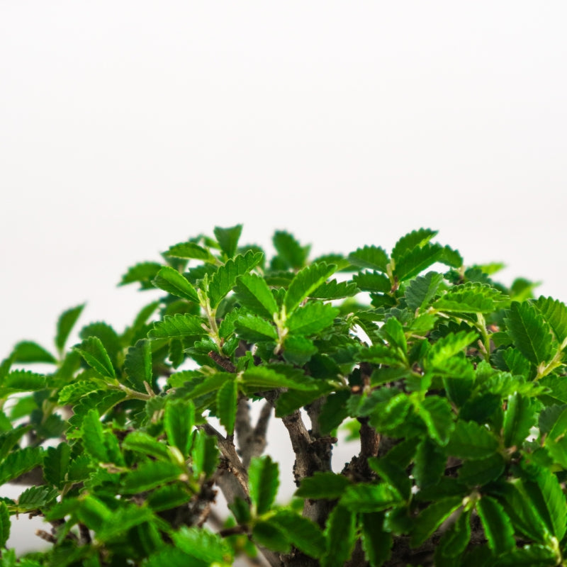 Japanese Elm Bonsai 日本榉树