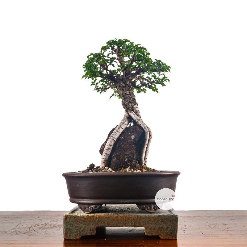 Shohin (Medium) Bonsai