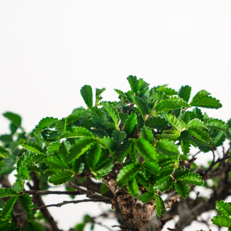 Japanese Elm Bonsai 日本榉树