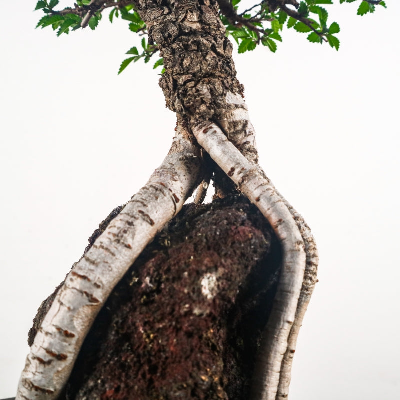 Japanese Elm Bonsai 日本榉树