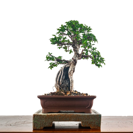 Japanese Elm Bonsai 日本榉树