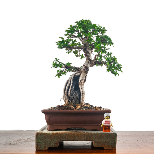 Japanese Elm Bonsai 日本榉树