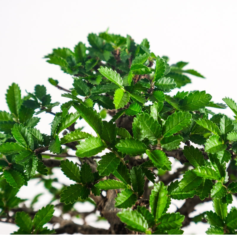 Japanese Elm Bonsai 日本榉树