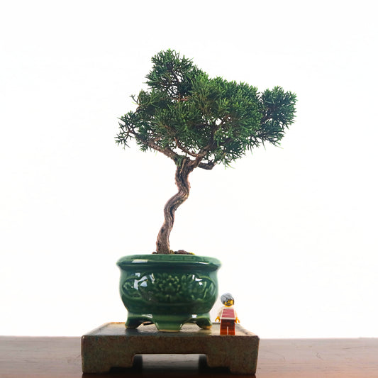 Japanese Juniper