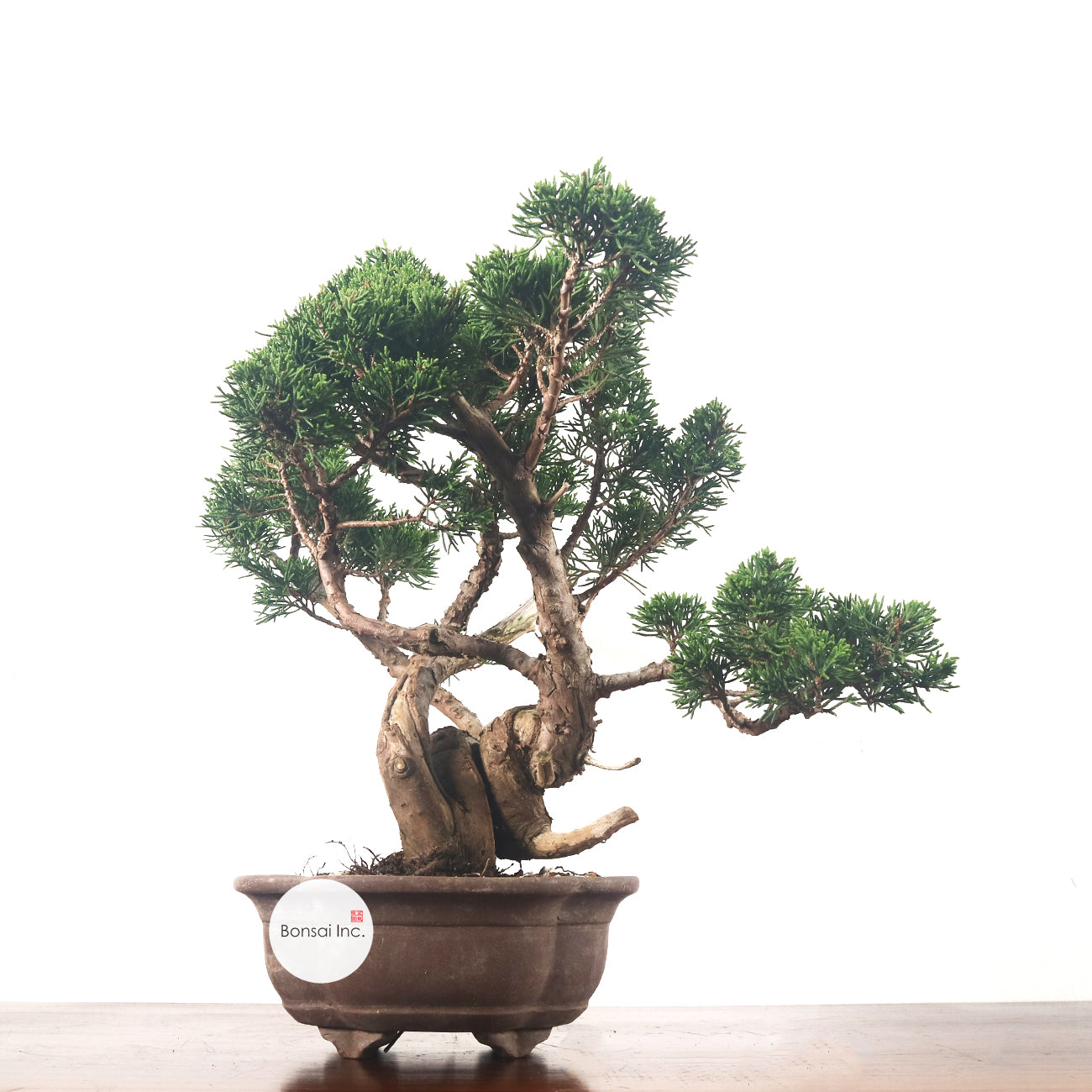 Japanese Juniper Shimpaku Bonsai 日本真柏