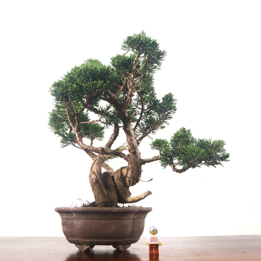 Japanese Juniper Shimpaku Bonsai 日本真柏