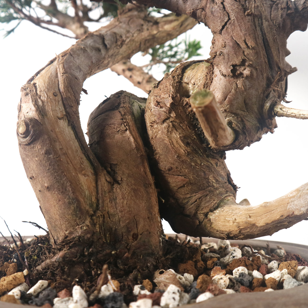 Japanese Juniper Shimpaku Bonsai 日本真柏