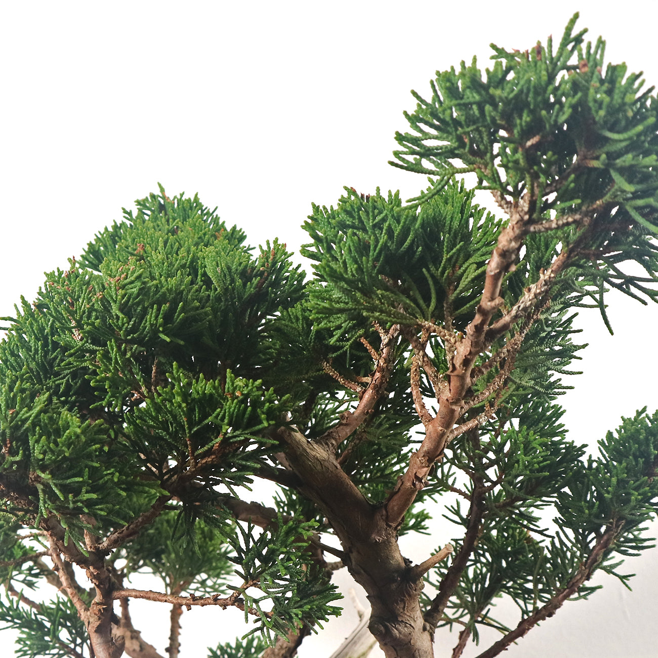 Japanese Juniper Shimpaku Bonsai 日本真柏