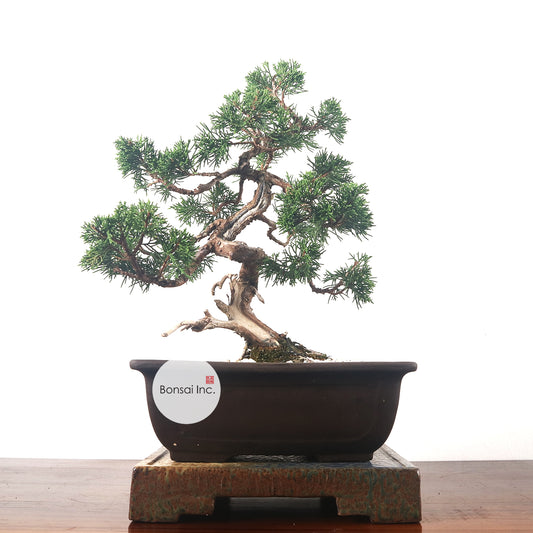 Japanese Juniper Shimpaku Bonsai 日本真柏